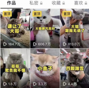 宠物项目，别人年入百万，你可以年入10万-黑马创业网