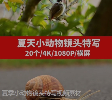 夏季小动物镜头特写视频素材-黑马创业网