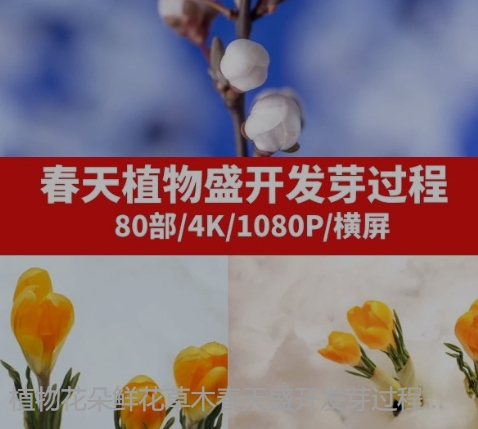 植物花朵鲜花草木春天盛开发芽过程延时高清实拍视频素材-黑马创业网