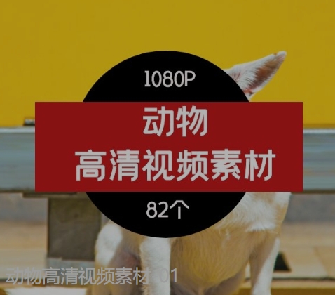 动物高清视频素材-01-黑马创业网