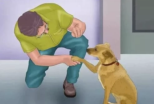 专业训犬教程（140节课）-黑马创业网